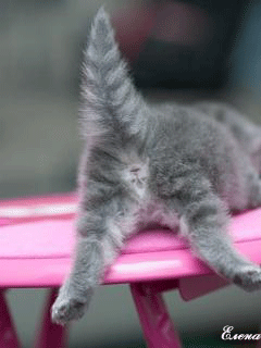 303582.gif