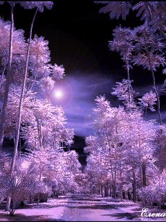 53c.gif