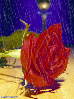 1258161431_dozhd-roza-na-scene.gif